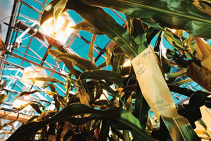 corn plants
