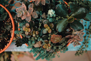 succulents in a pot
