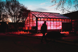 a greenhouse at dusk lit by the glow of its pink grow lights