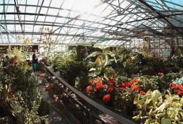 plants growing in a sunlit greenhouse