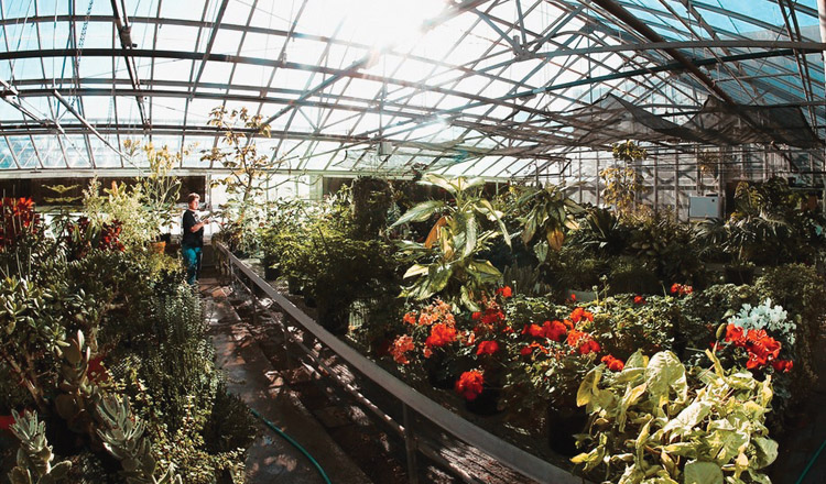 plants growing in a sunlit greenhouse