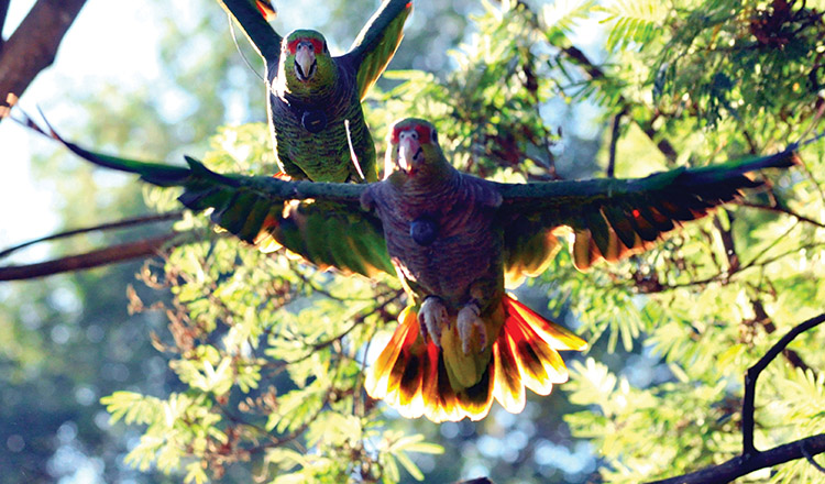 wild birds in rainforest
