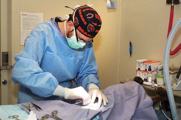 Priority 4 Paws surgery