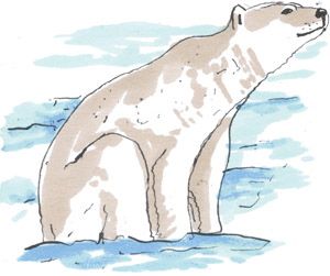 illustration of a polar bear