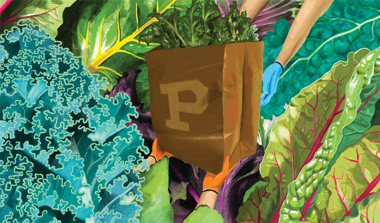 illustration of a brown grocery bag with a purdue p on it